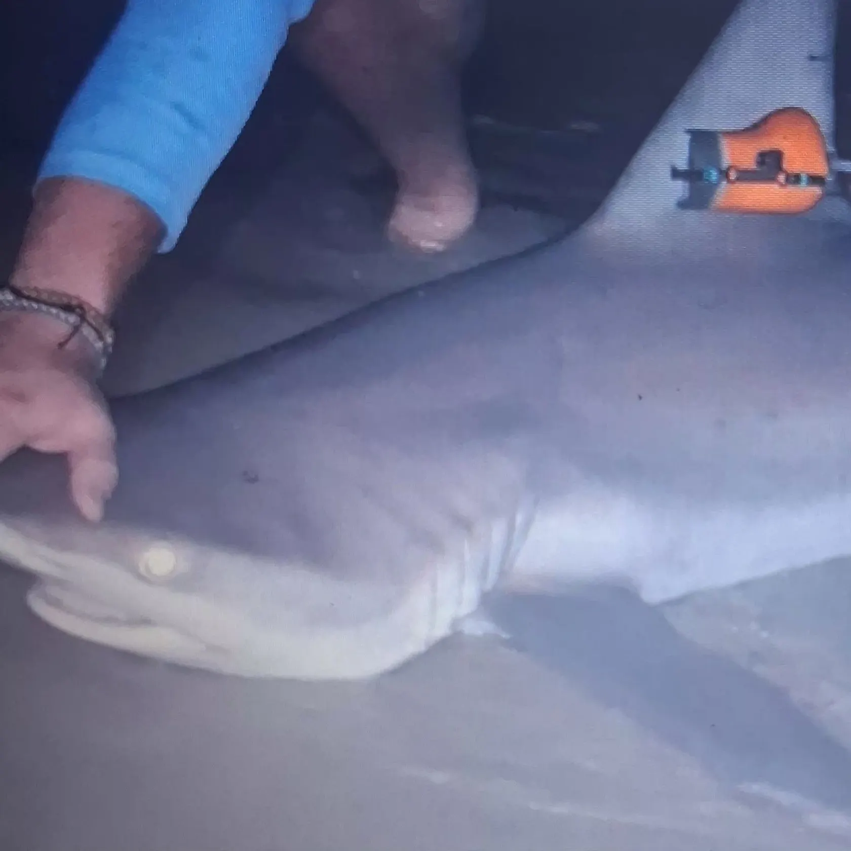 The most recent Sandbar shark catches on Fishbrain