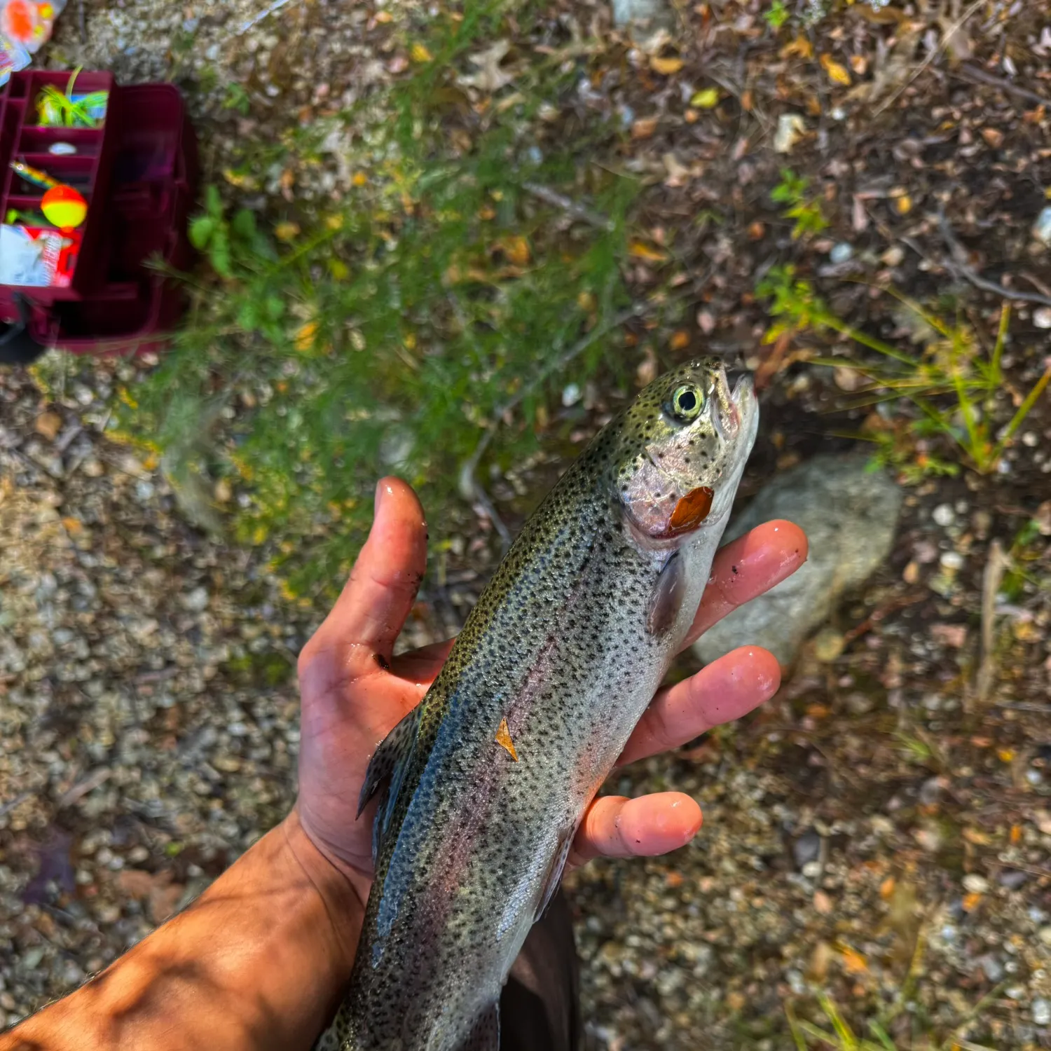 Rainbow trout caught on Fishbrain