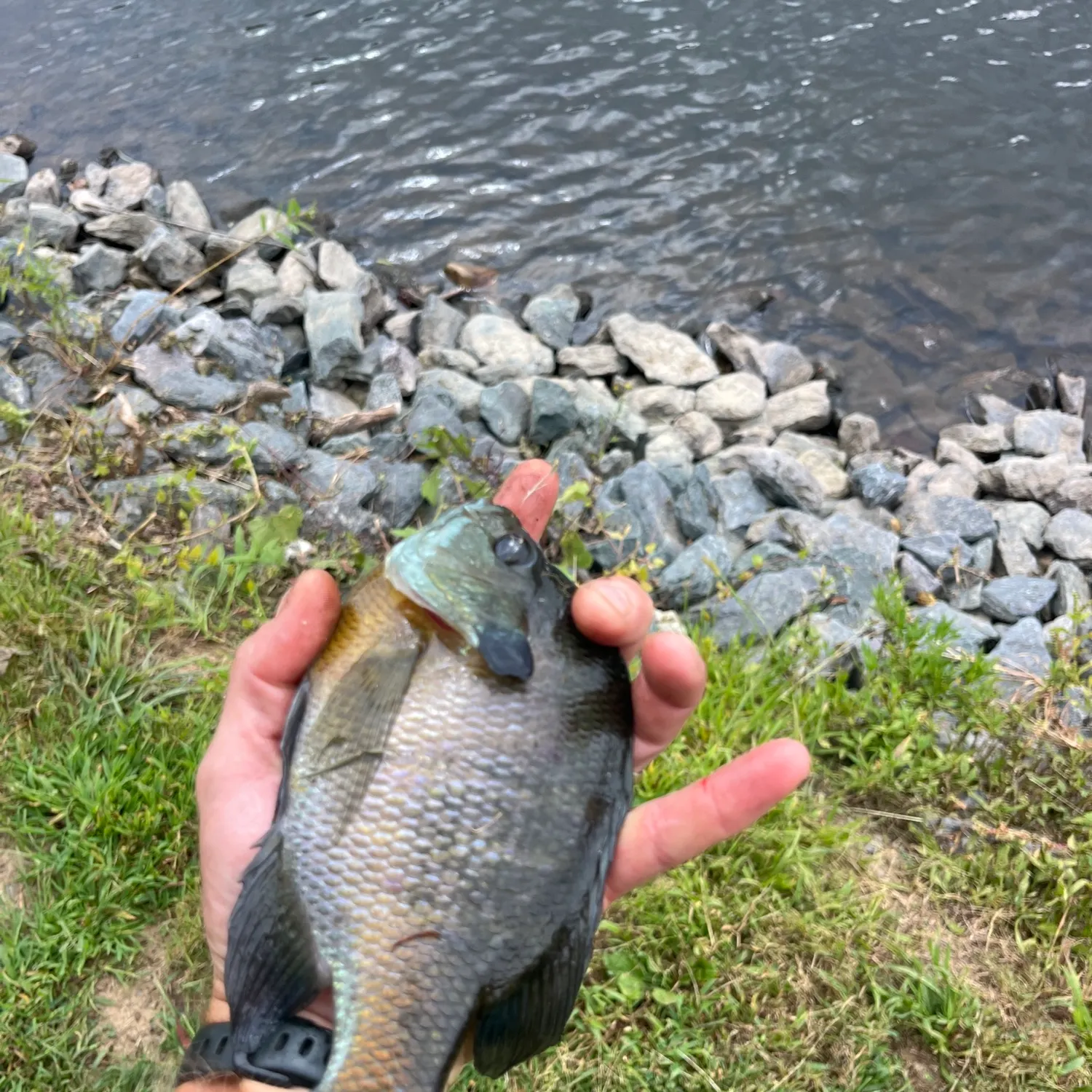 Bluegill caught on Fishbrain