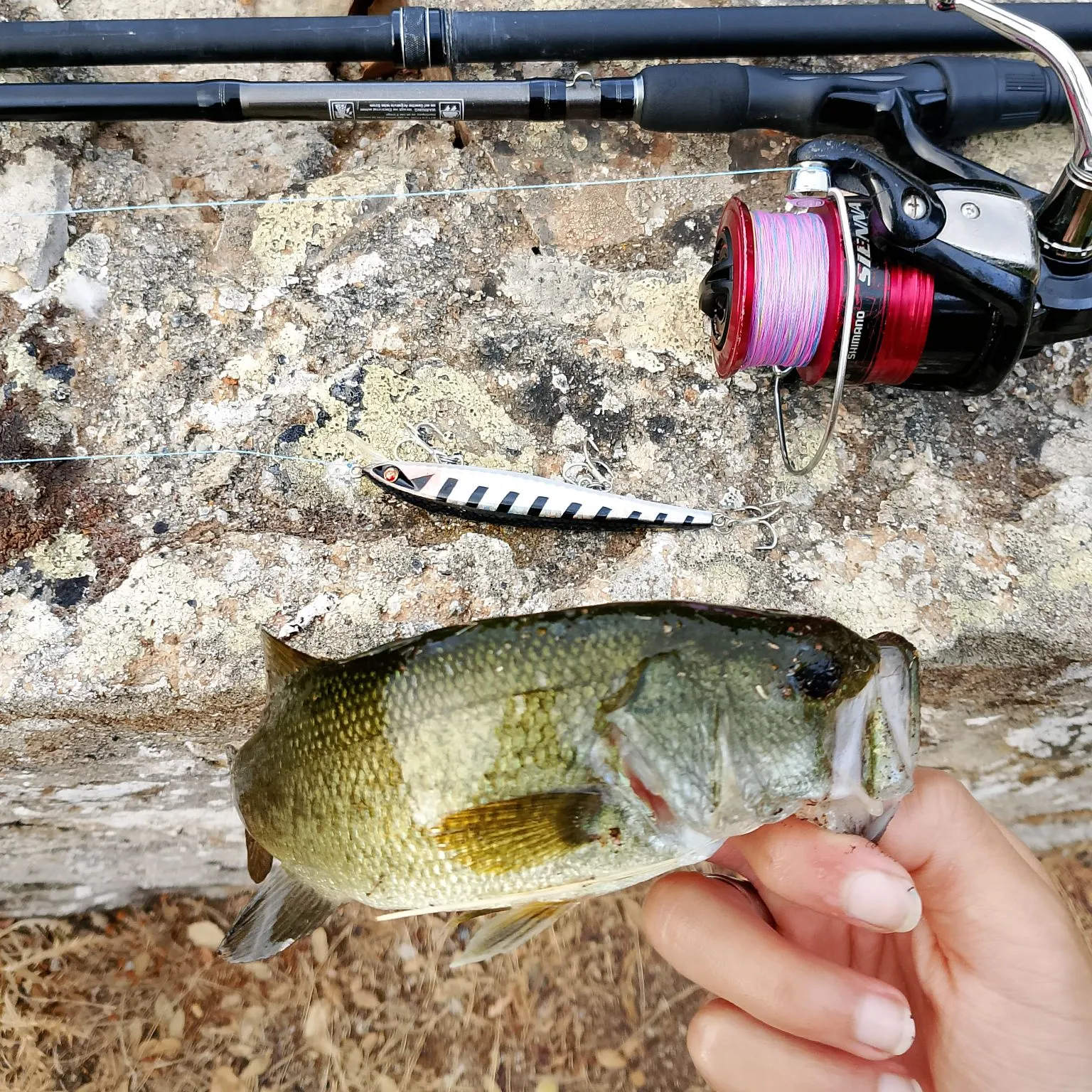 Largemouth bass caught on Fishbrain