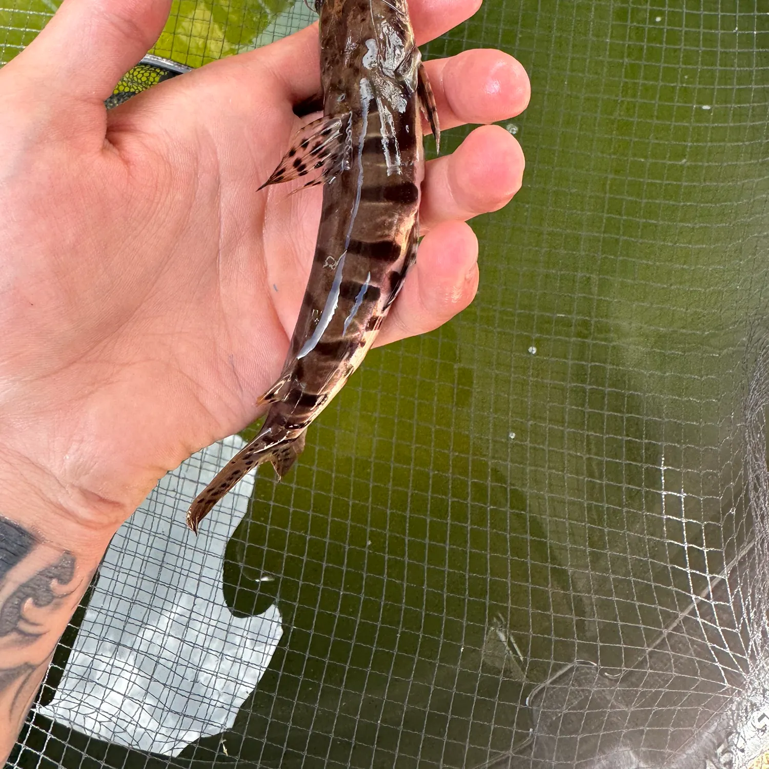 The most recent Barred sorubim catches on Fishbrain