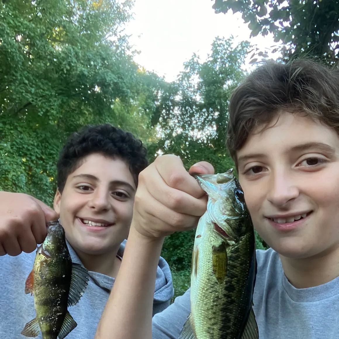 Yellow perch caught on Fishbrain
