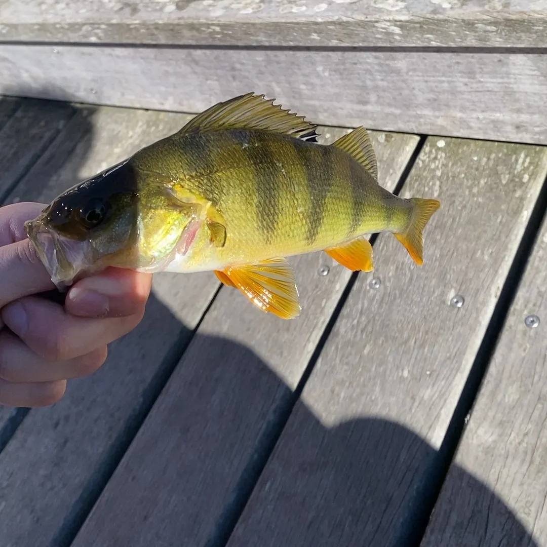 European perch caught on Fishbrain