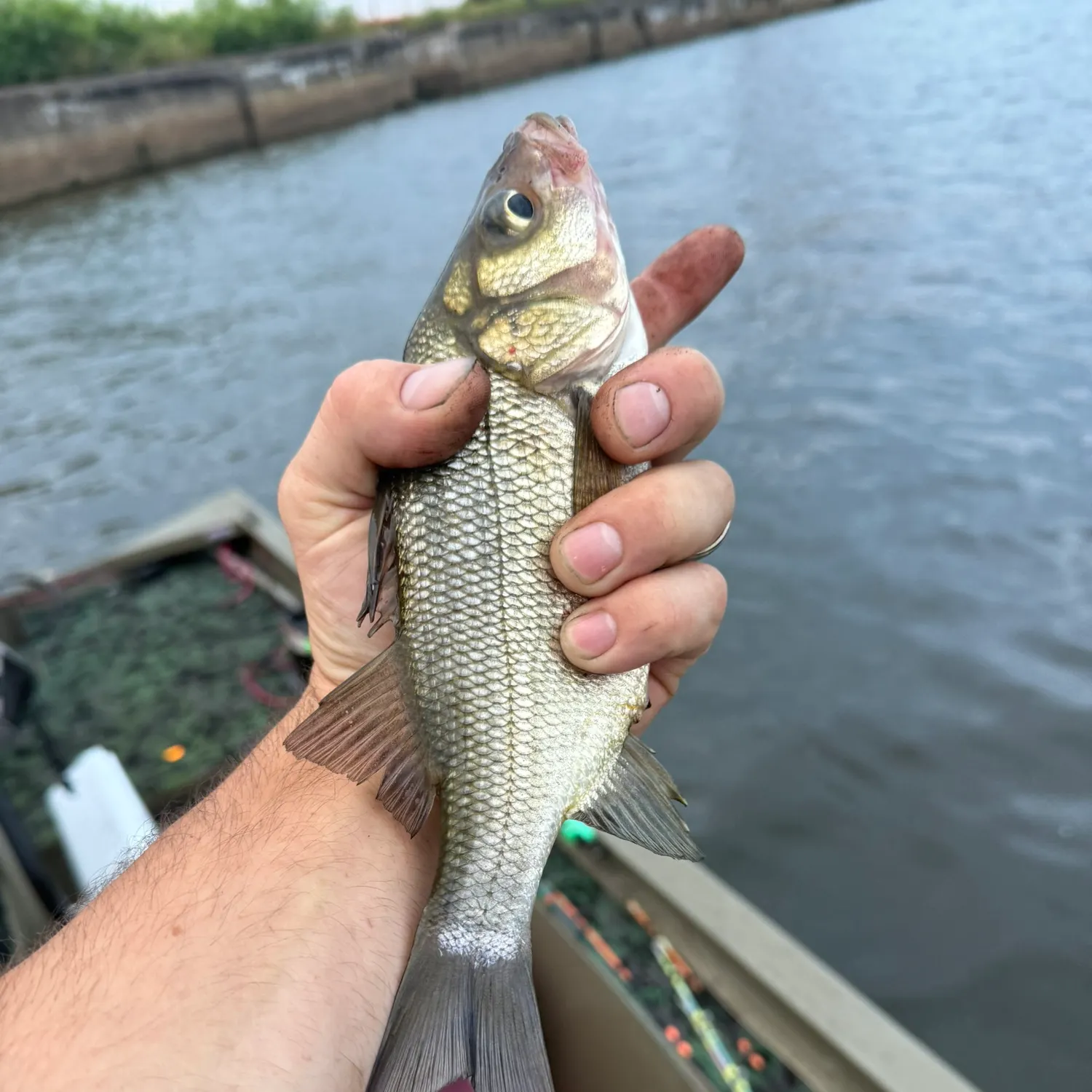 The most recent White perch catches on Fishbrain