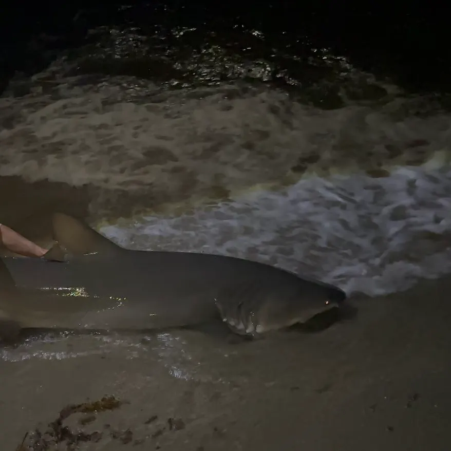The most recent Lemon shark catches on Fishbrain