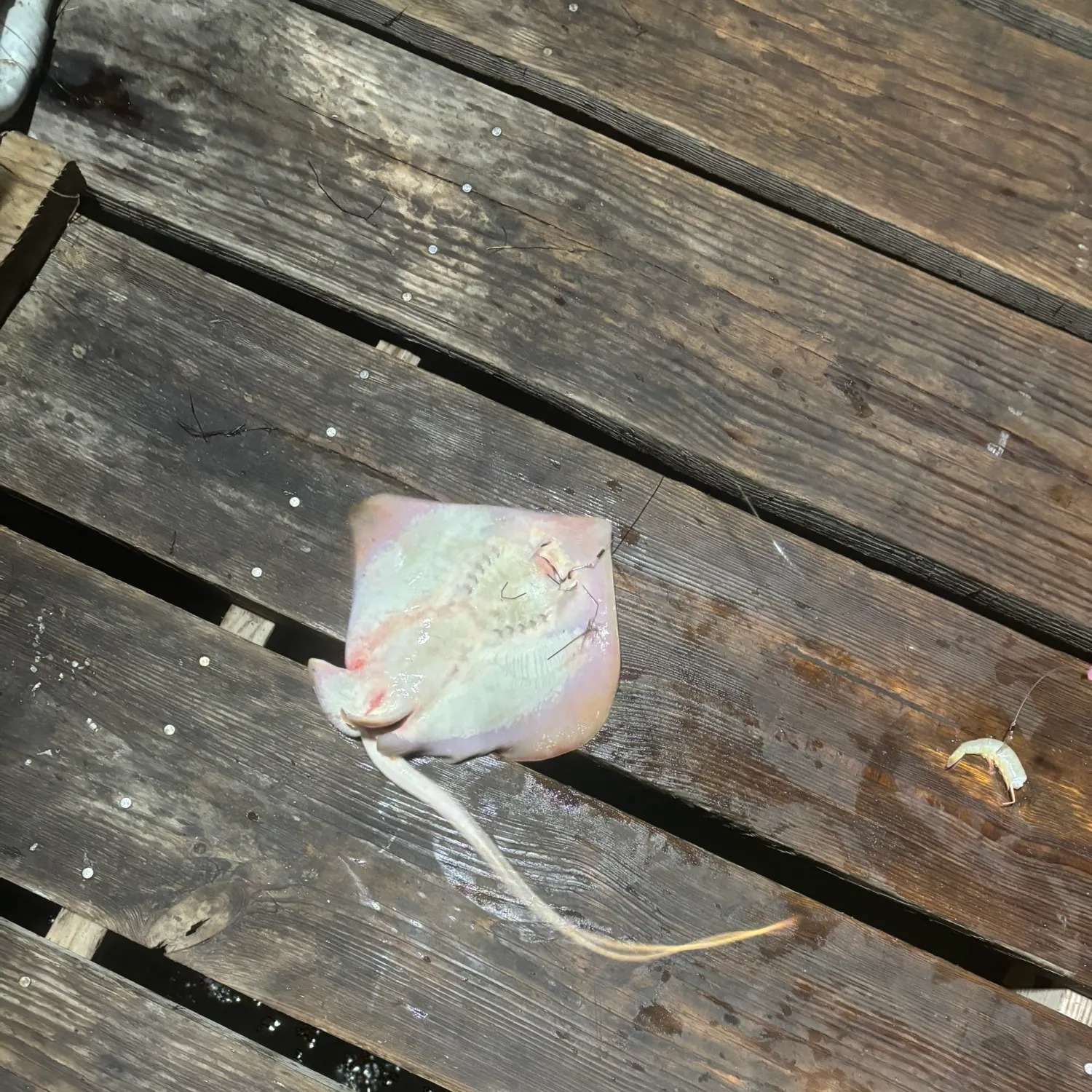 The most recent Atlantic stingray catches on Fishbrain