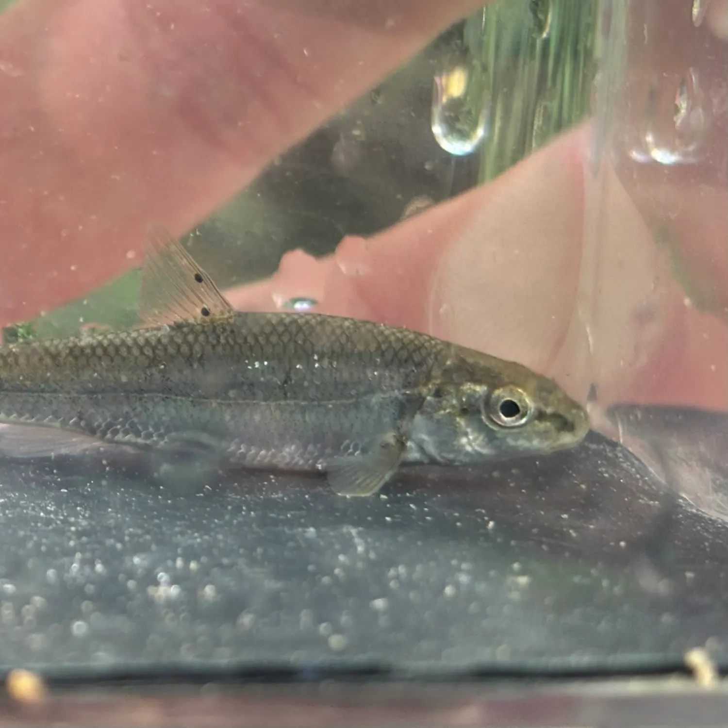 The most recent Central stoneroller catches on Fishbrain
