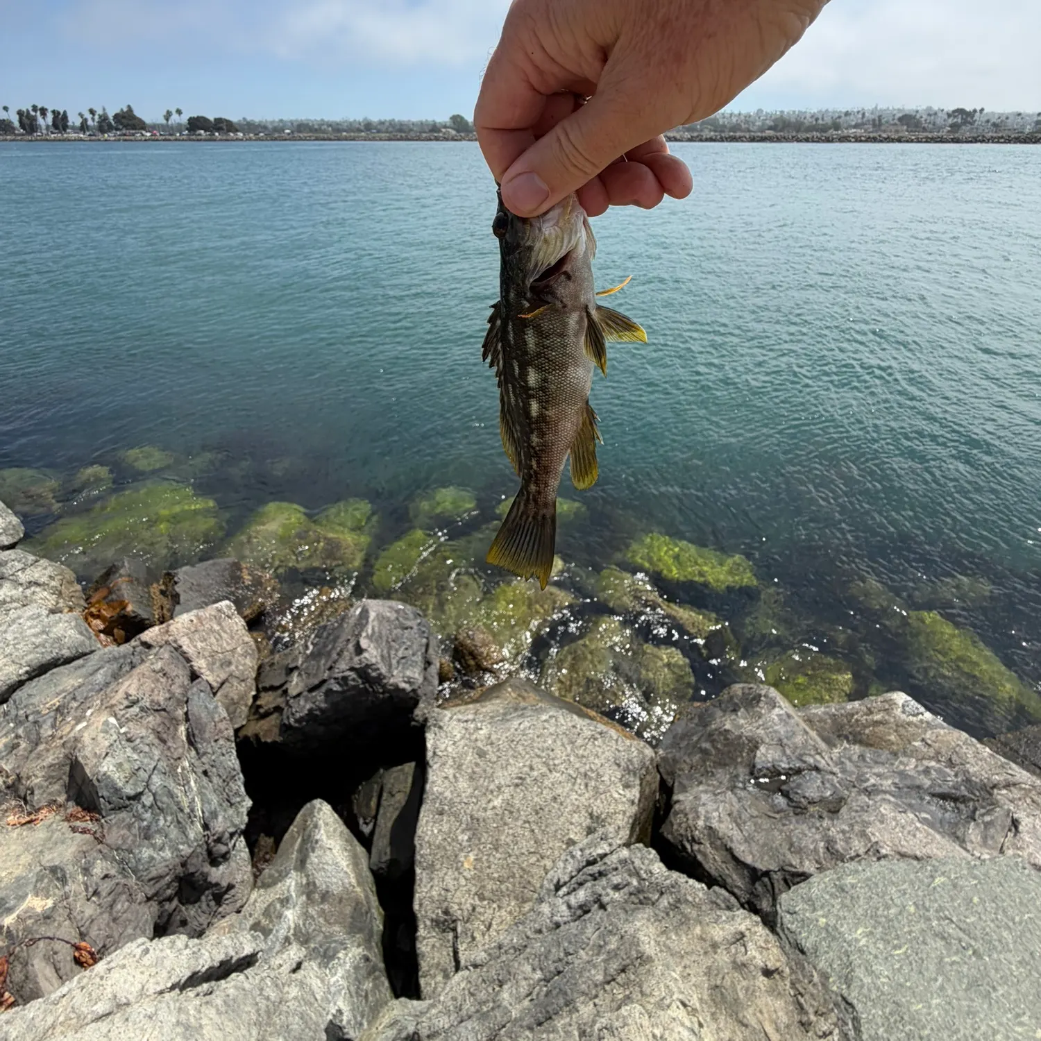Kelp bass caught on Fishbrain