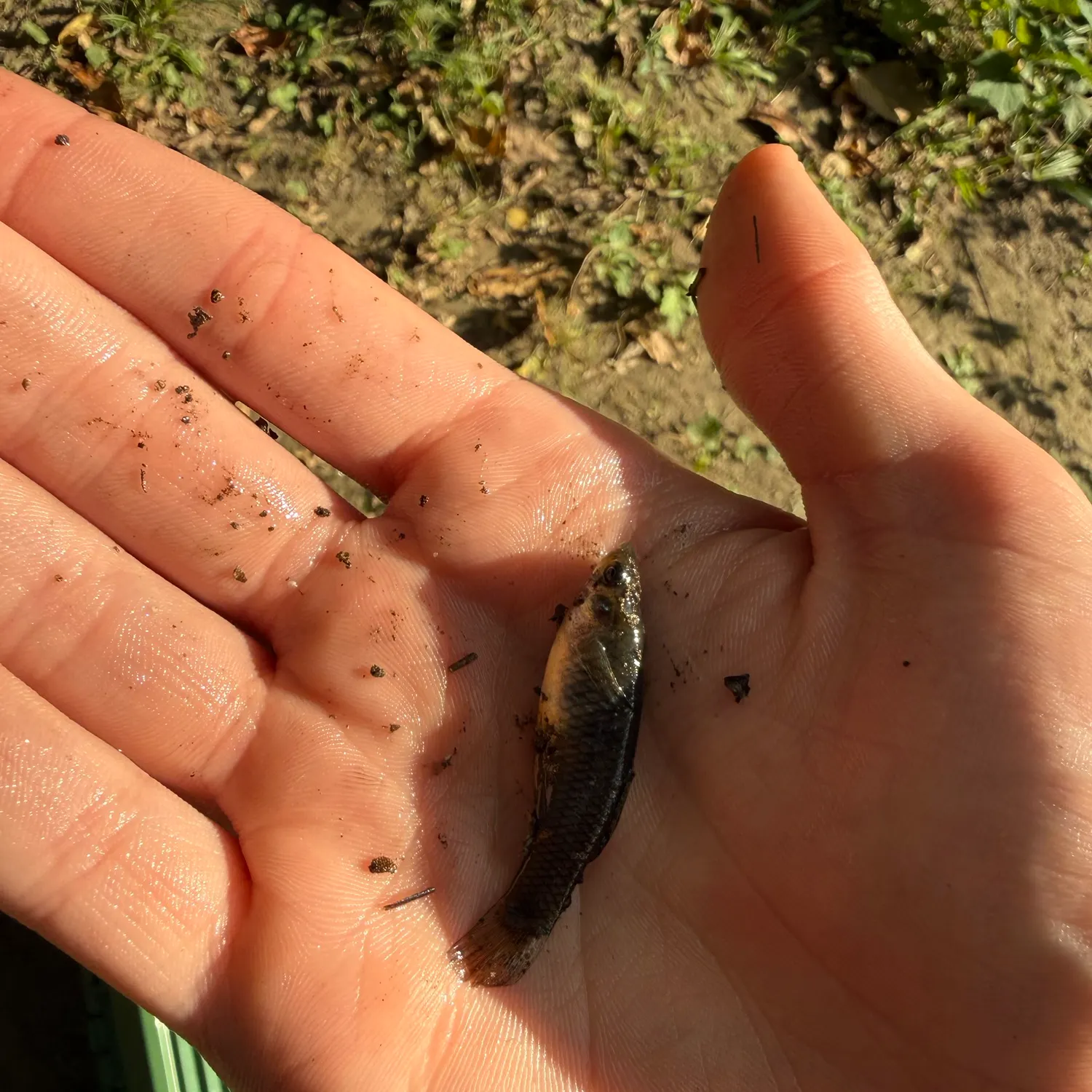 Hornyhead chub caught on Fishbrain