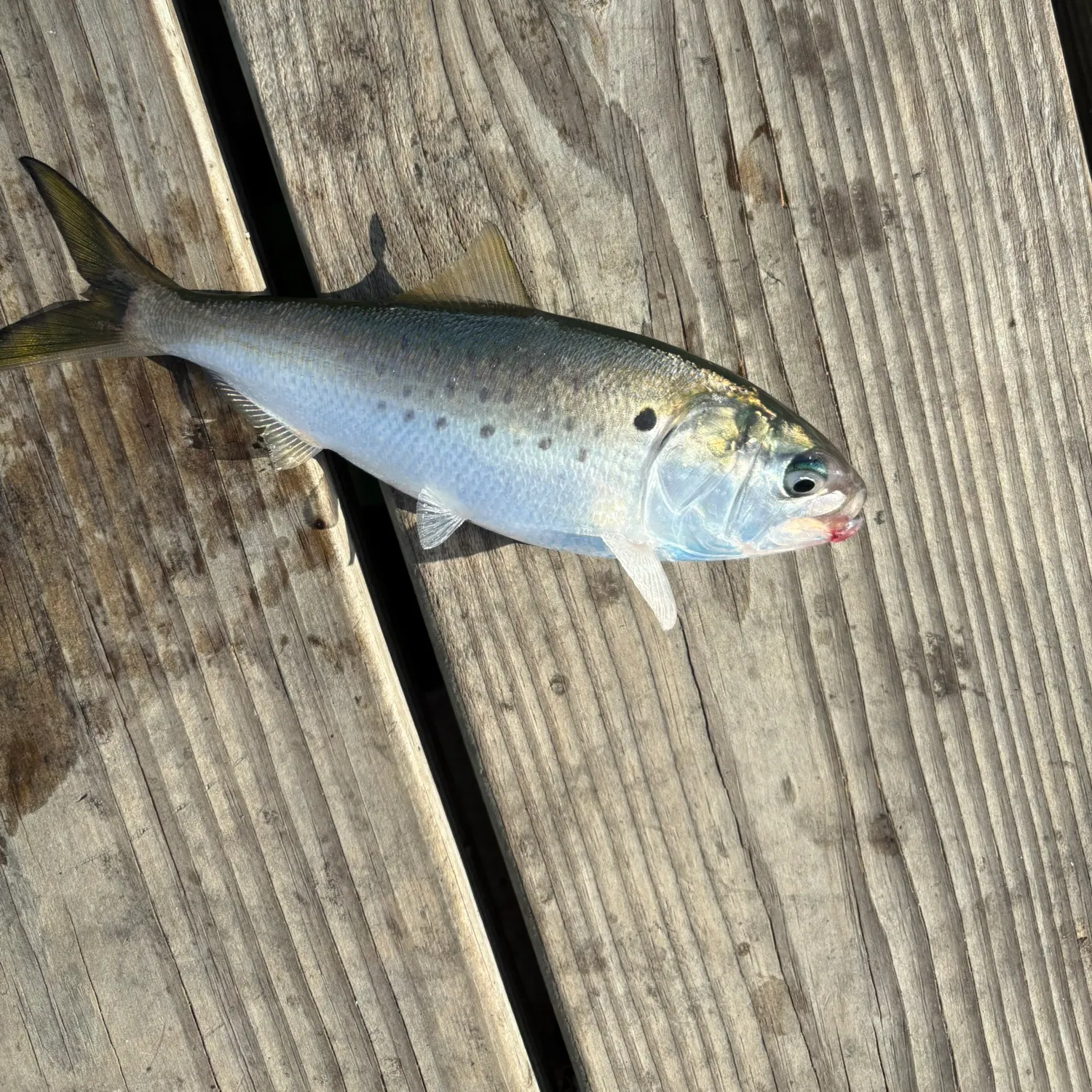 The most recent Gulf menhaden catches on Fishbrain