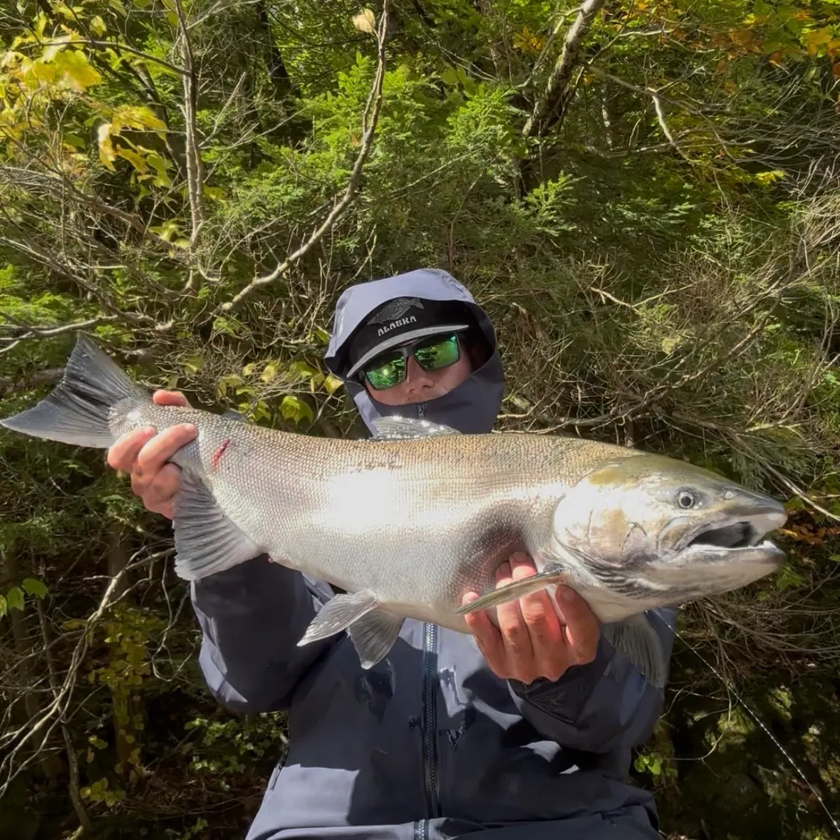 Coho salmon caught on Fishbrain