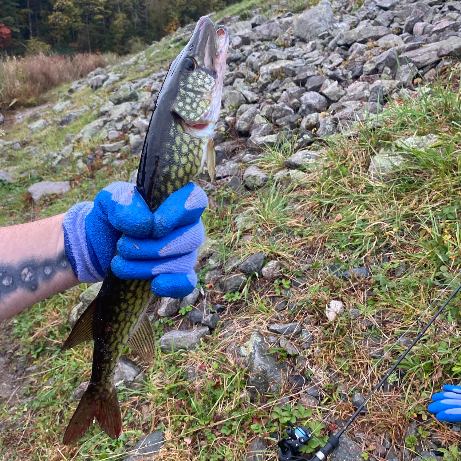 Chain pickerel caught on Fishbrain