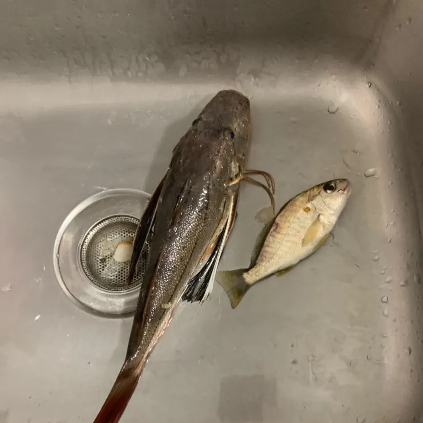 The most recent Striped searobin catches on Fishbrain