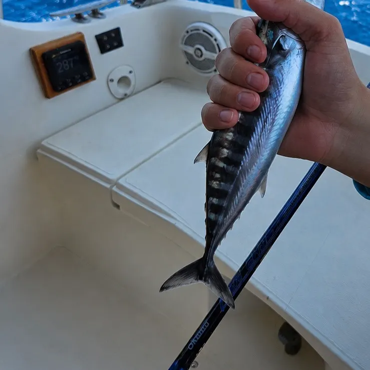 The most recent Island mackerel catches on Fishbrain