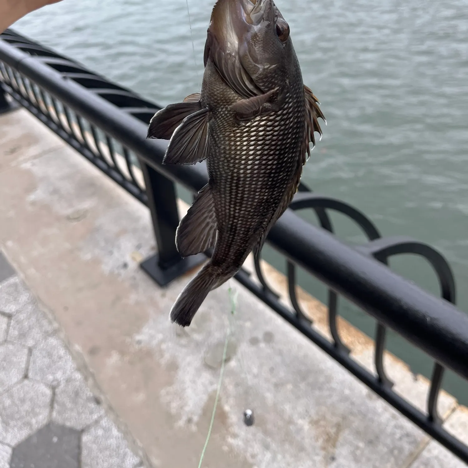 Black sea bass caught on Fishbrain