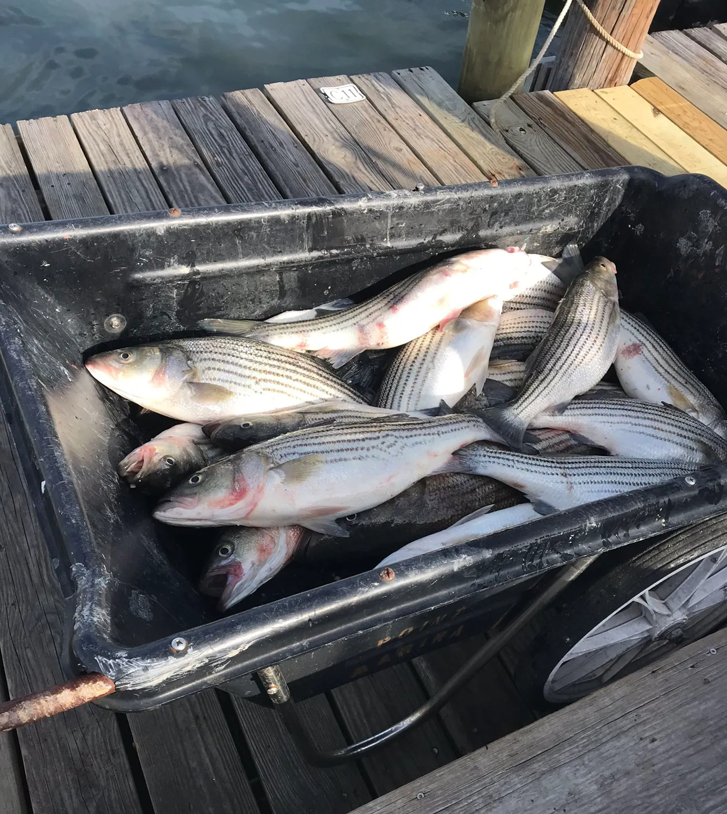 recently logged catches