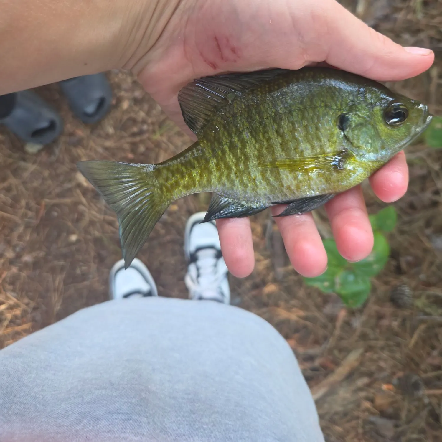 Bluegill caught on Fishbrain