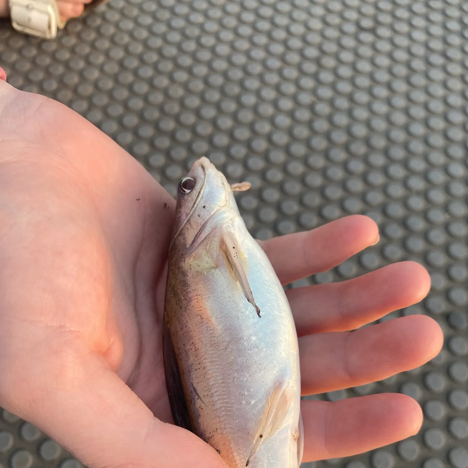The most recent Blue salmon catfish catches on Fishbrain