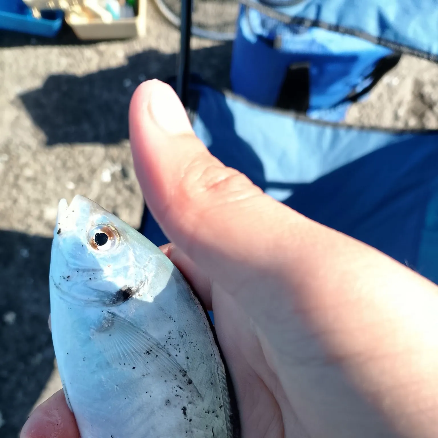 Fish caught on Fishbrain
