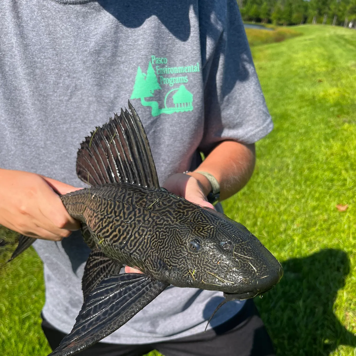 The most recent Orinoco sailfin catfish catches on Fishbrain