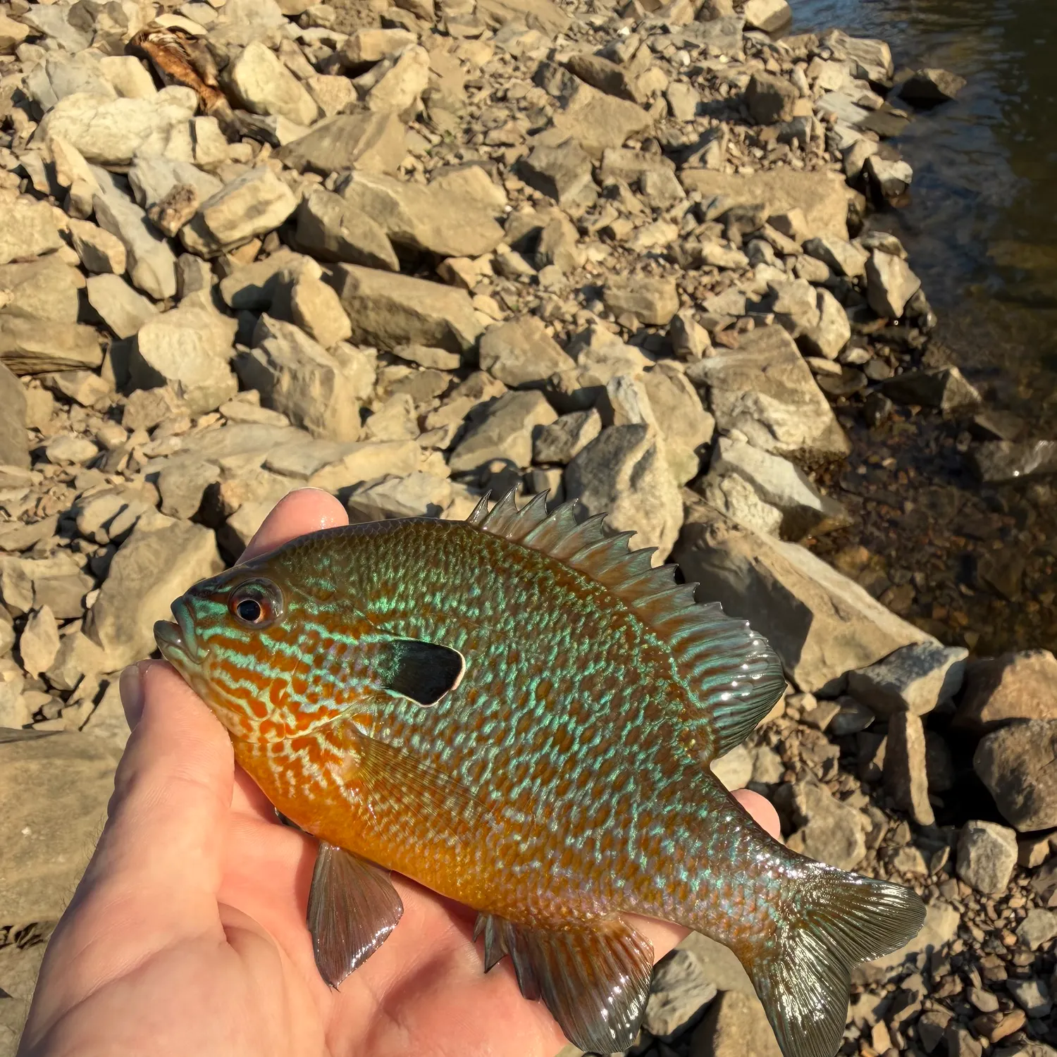 The most recent Longear sunfish catches on Fishbrain