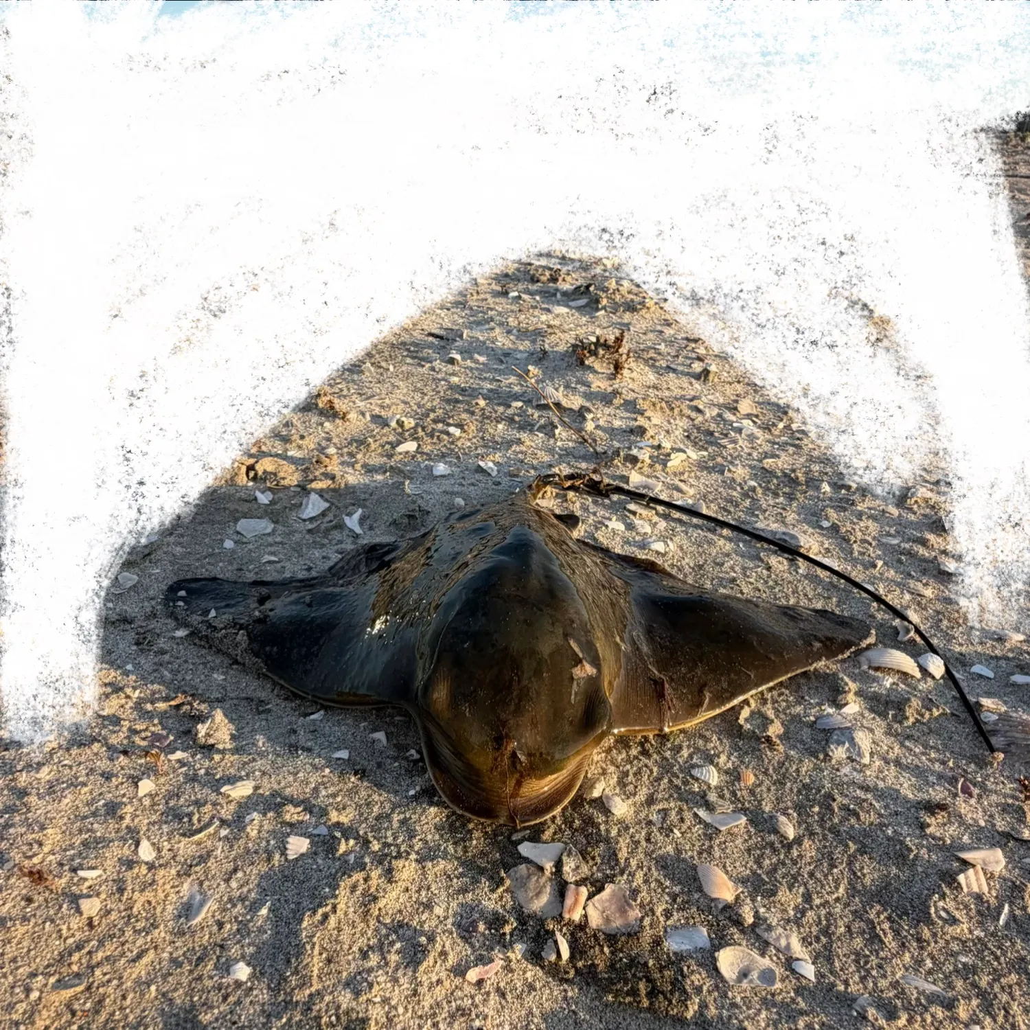 Bat eagle ray caught on Fishbrain