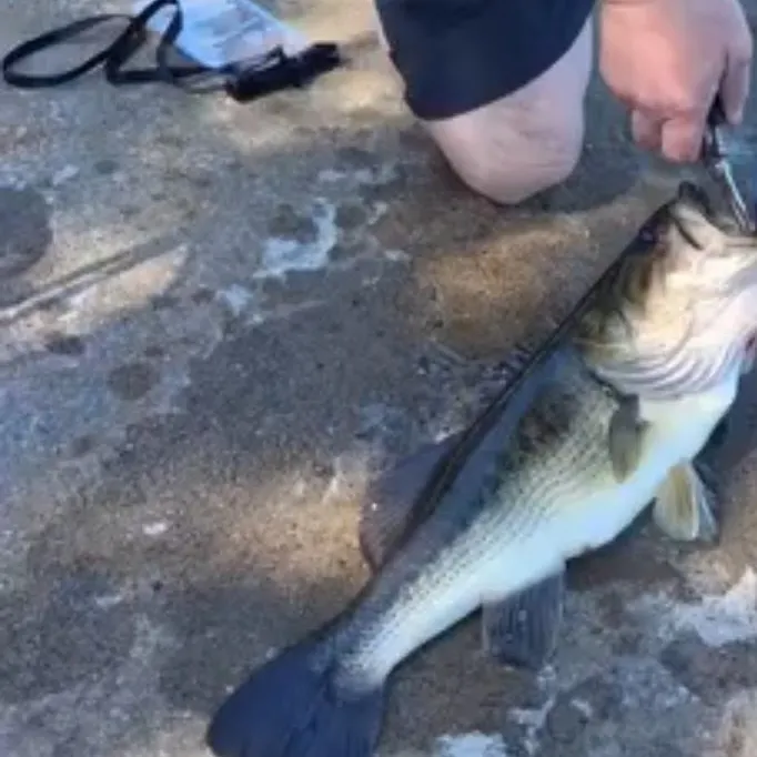 Largemouth bass caught on Fishbrain