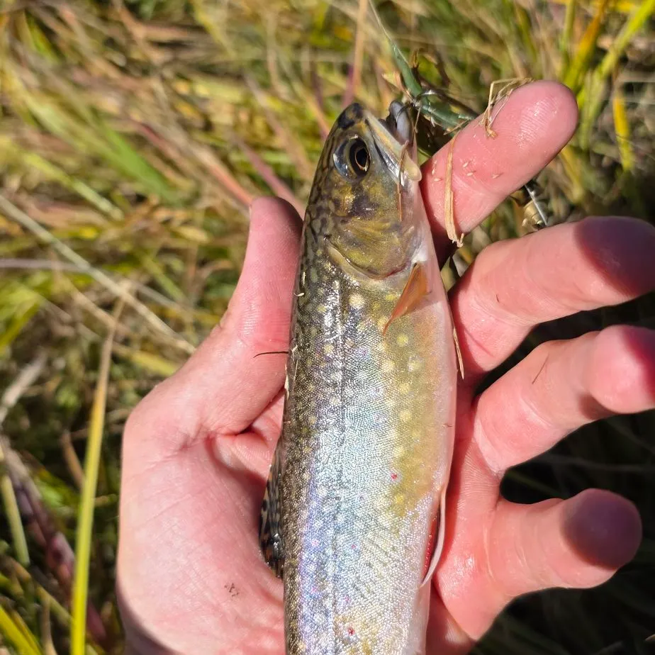 Brown trout caught on Fishbrain