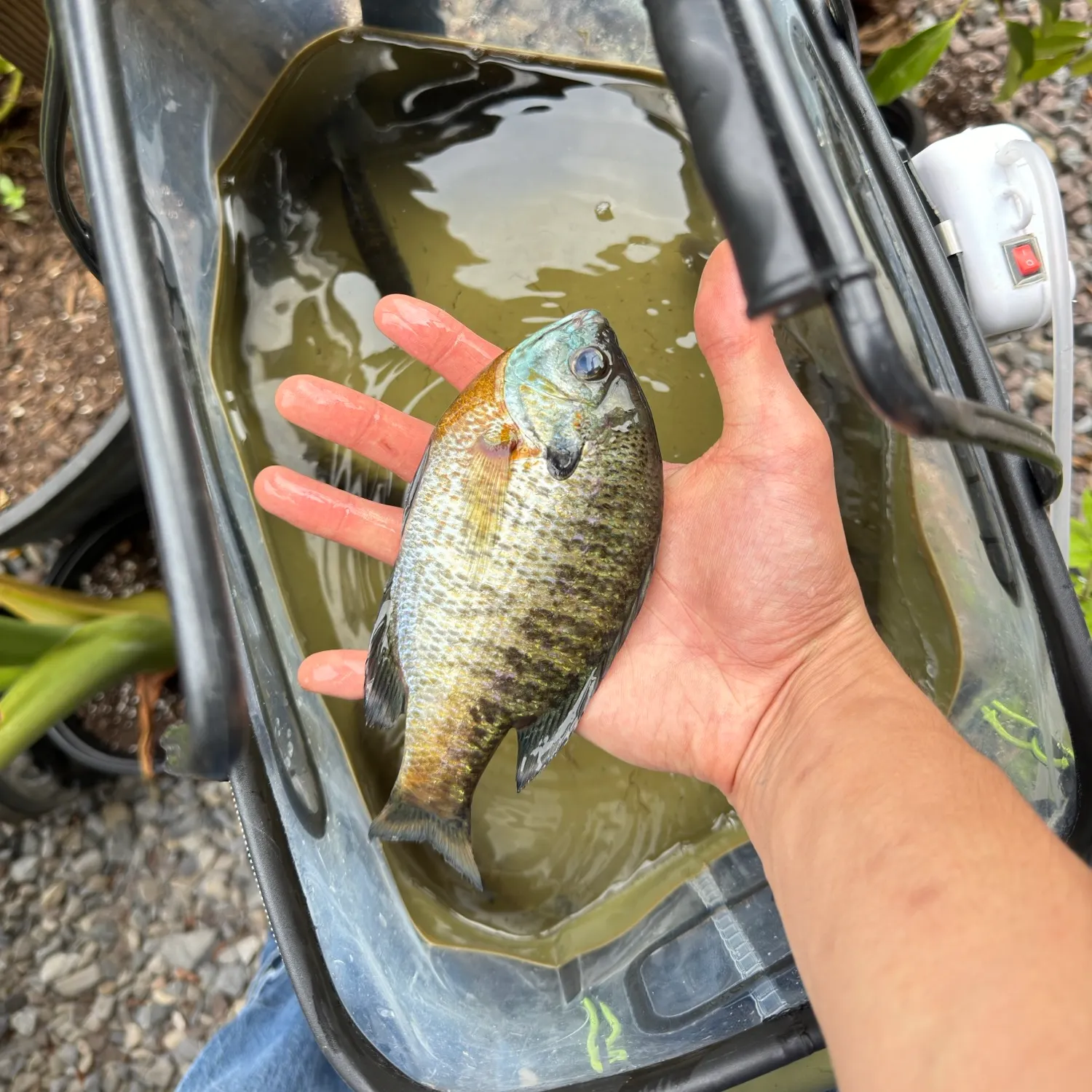 catch