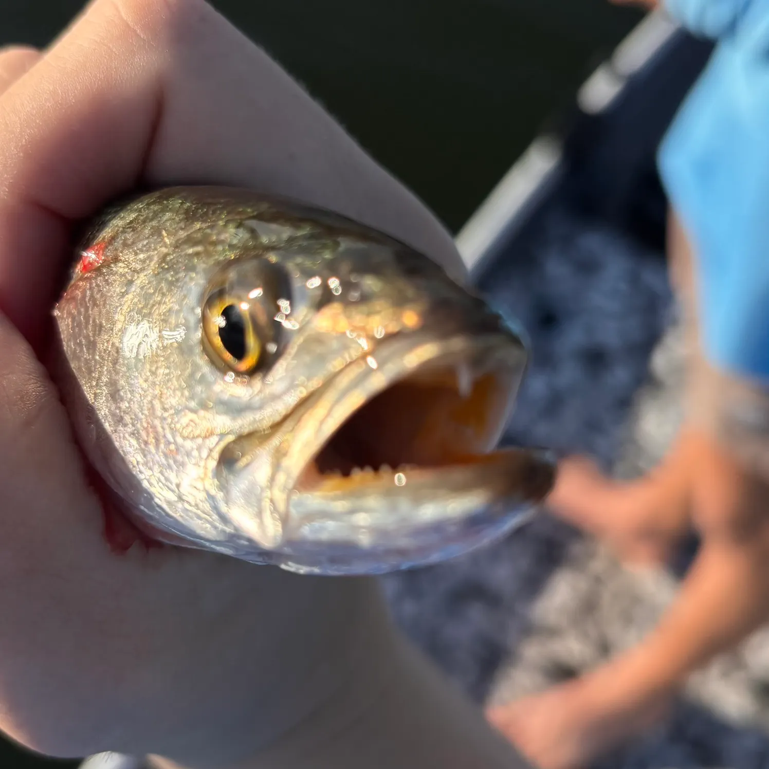 The most recent Spotted seatrout catches on Fishbrain