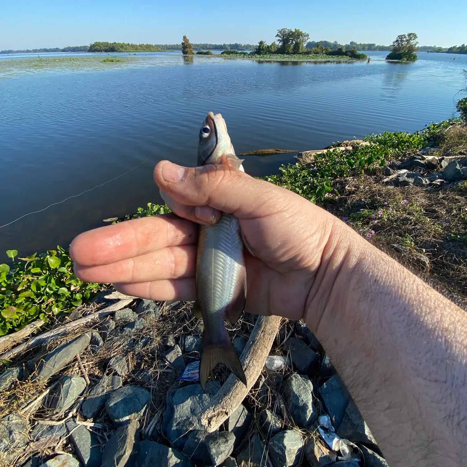 Channel catfish caught on Fishbrain