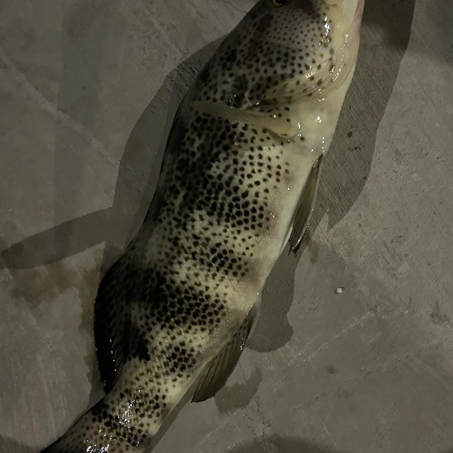 The most recent Spotted sand bass catches on Fishbrain