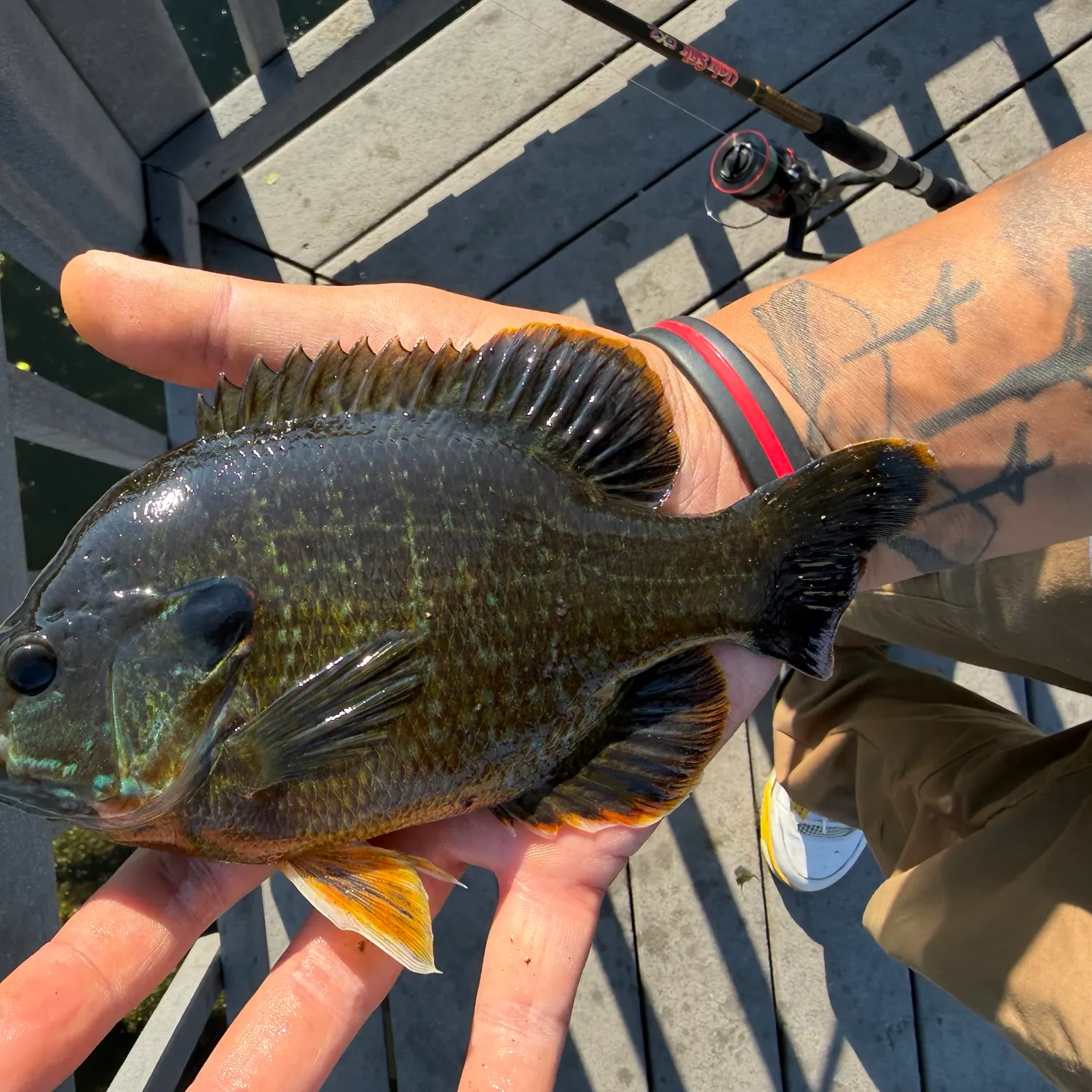 recently logged catches