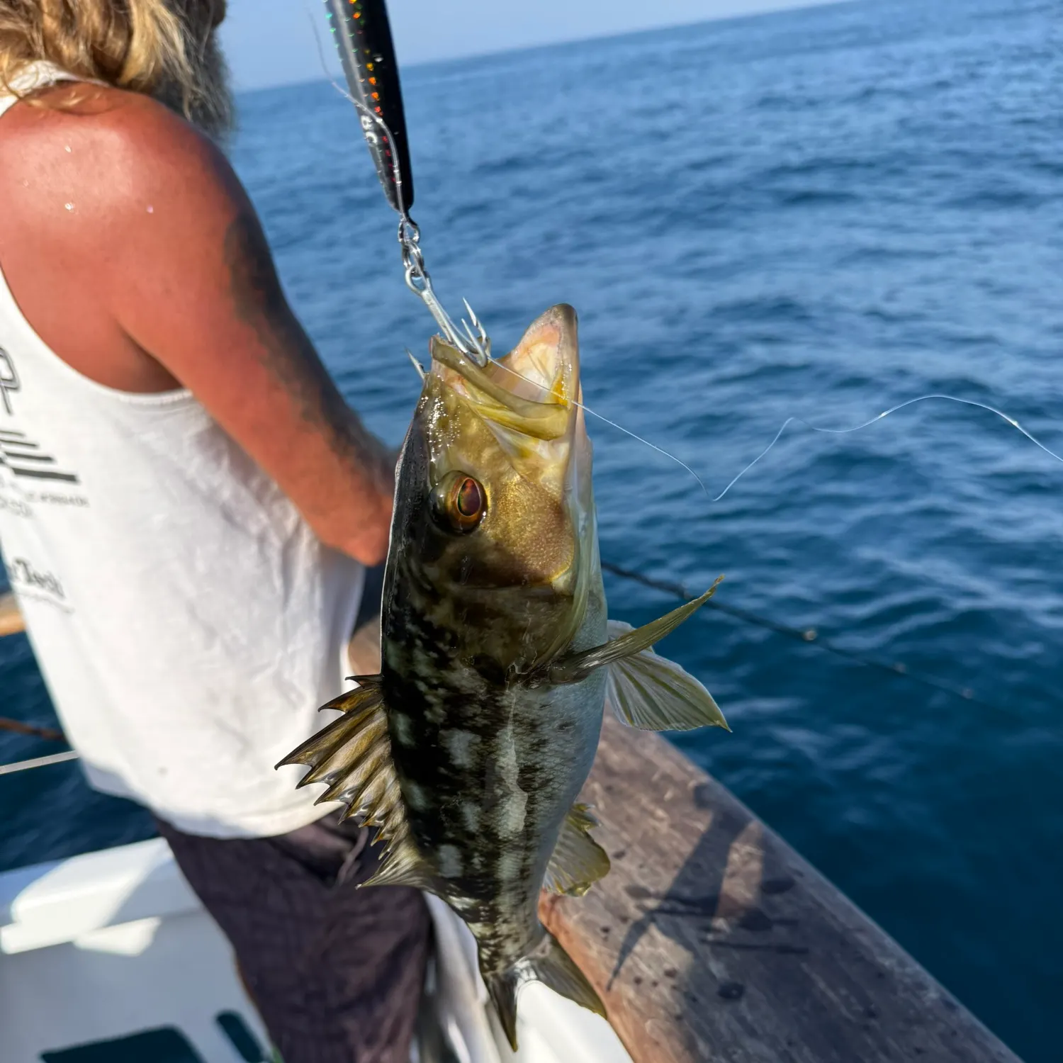 Kelp bass caught on Fishbrain