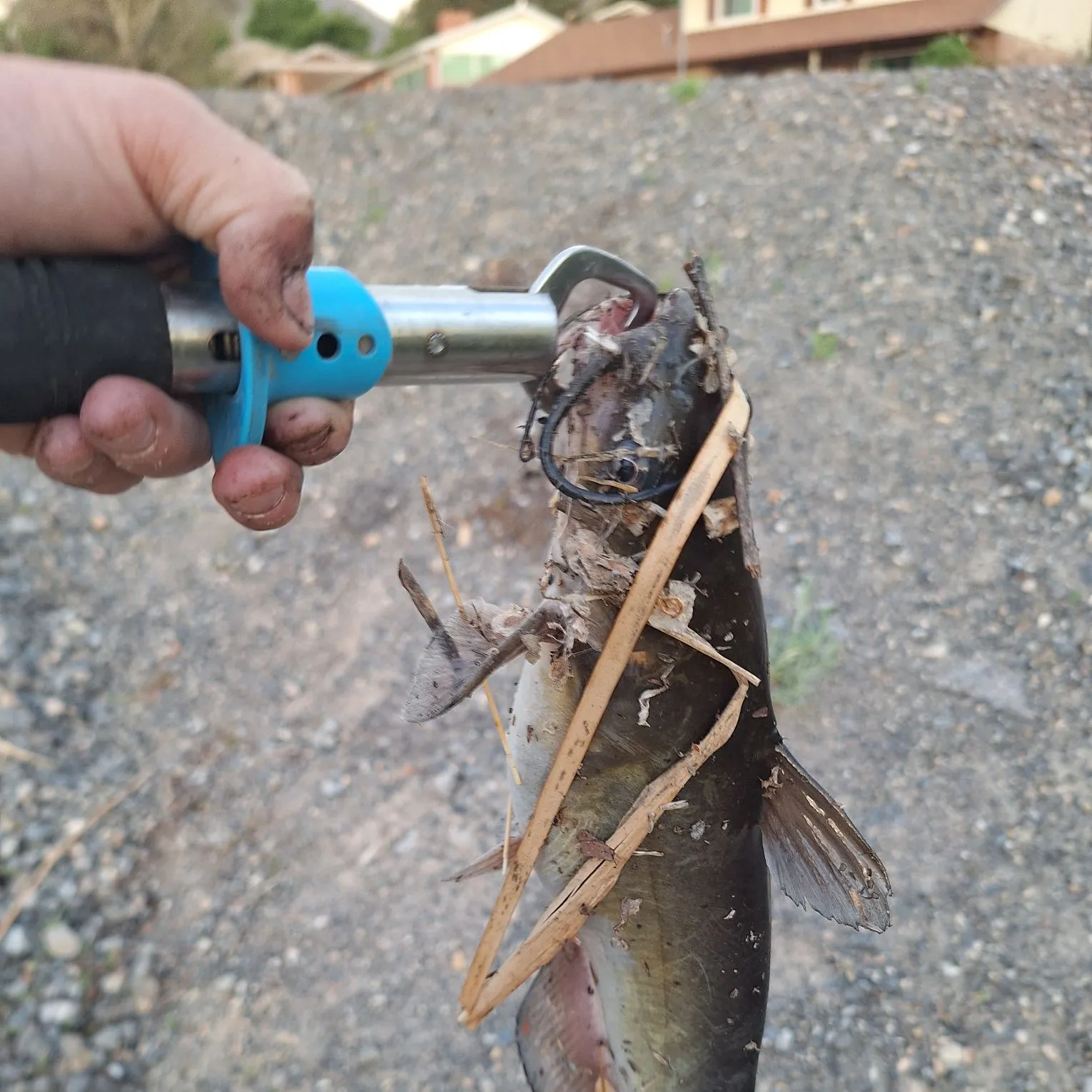 catch