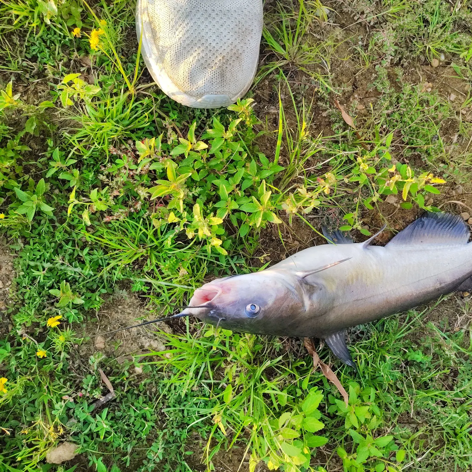 Channel catfish caught on Fishbrain