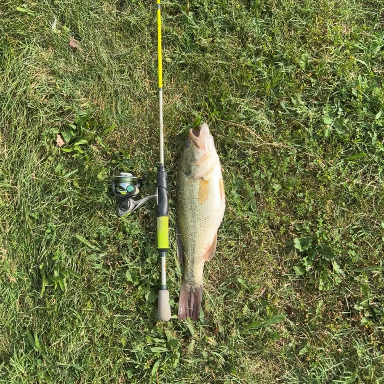 Largemouth bass caught on Fishbrain