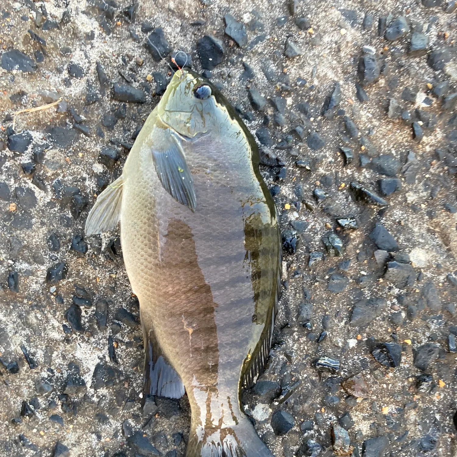 Luderick caught on Fishbrain