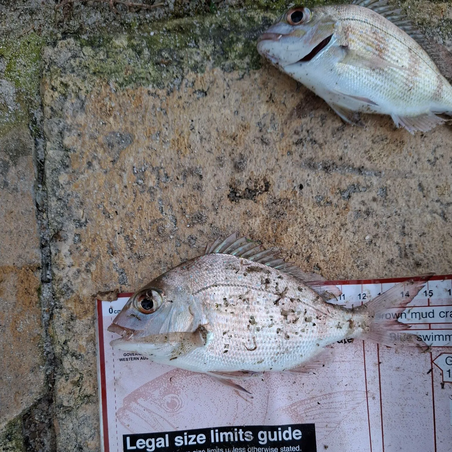 Australasian snapper caught on Fishbrain