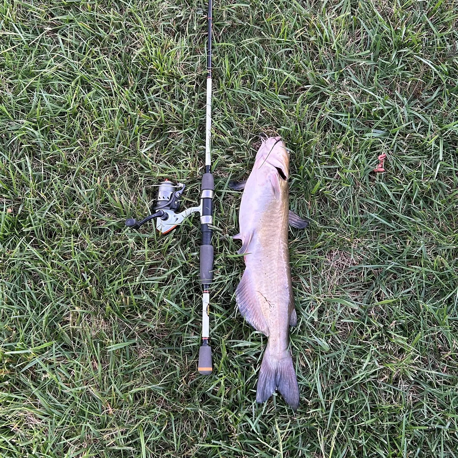 Channel catfish caught on Fishbrain