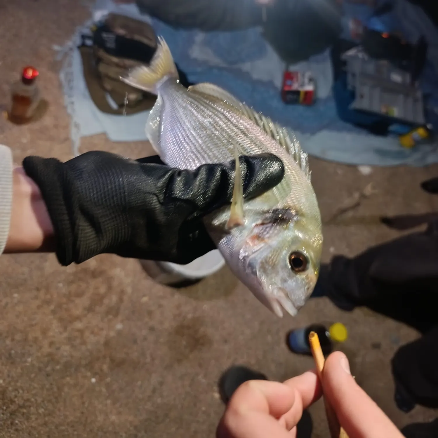 Gilthead seabream caught on Fishbrain
