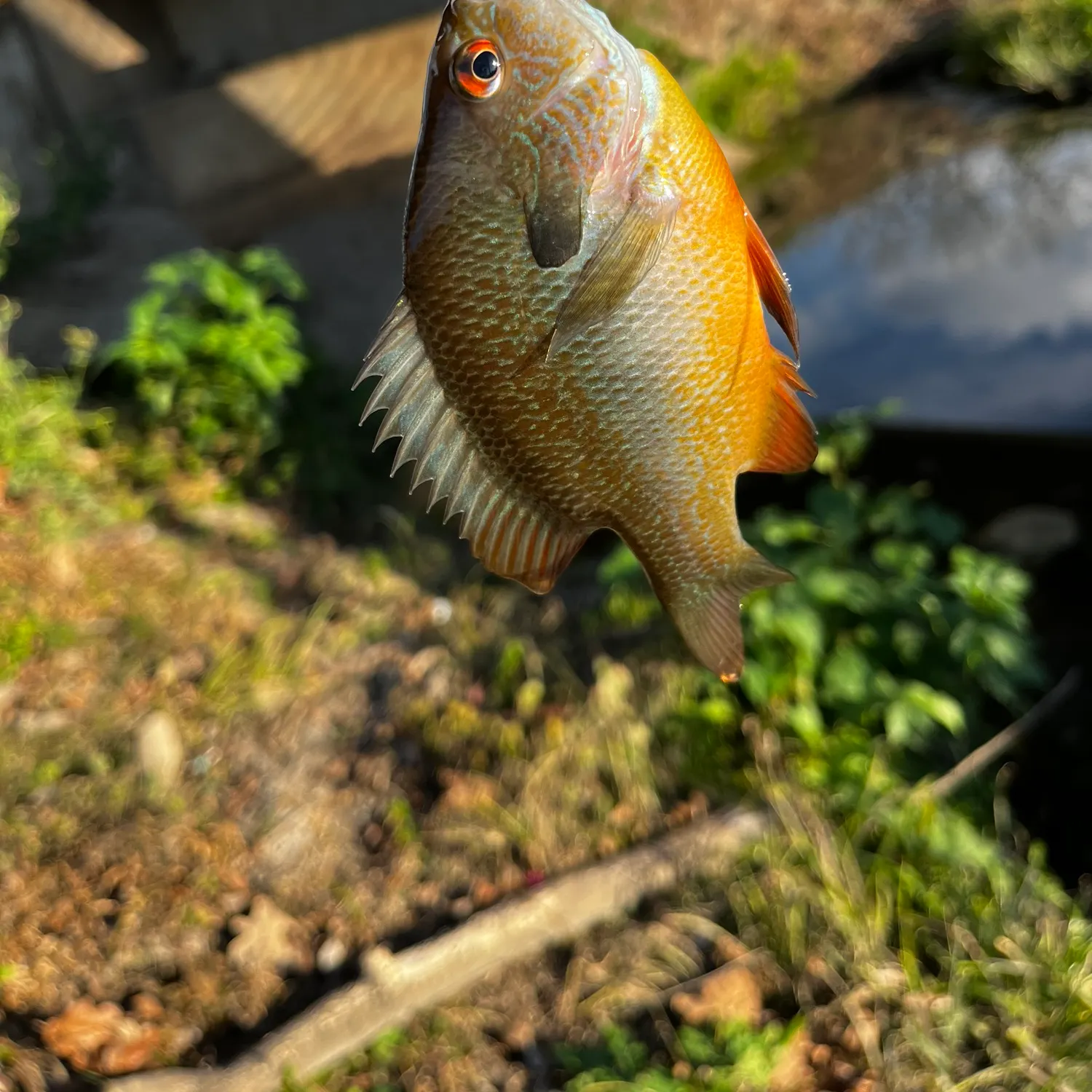 The most recent Plains longear sunfish catches on Fishbrain