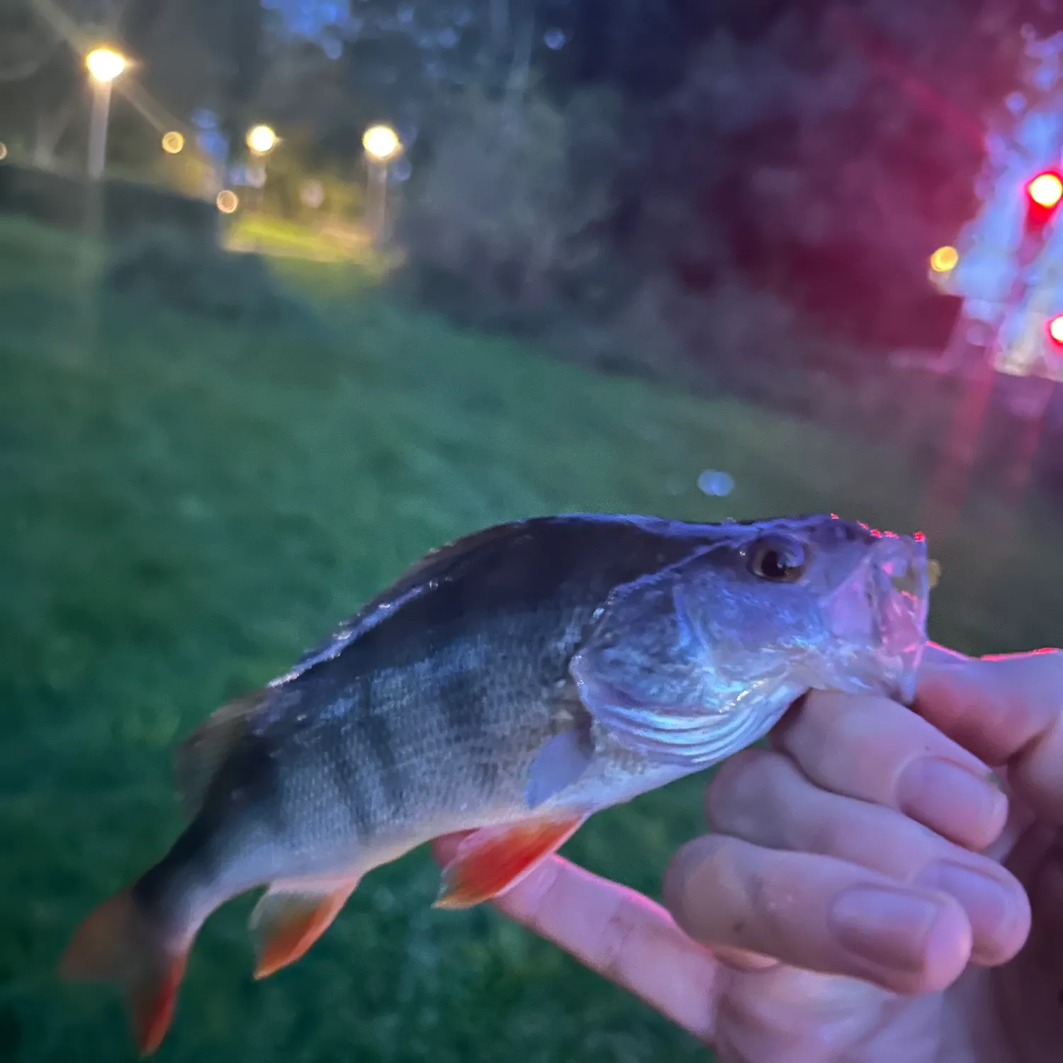 European perch caught on Fishbrain