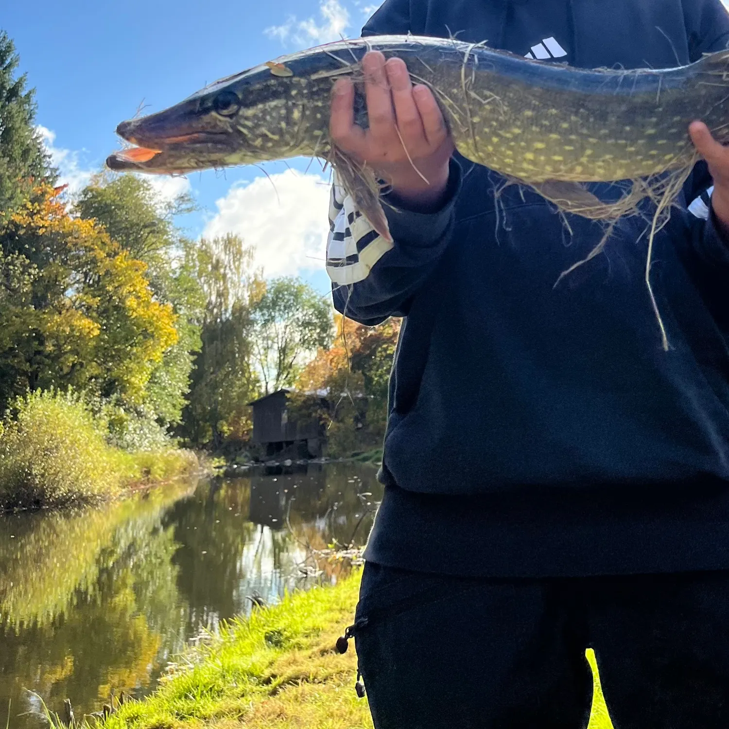 Northern pike caught on Fishbrain