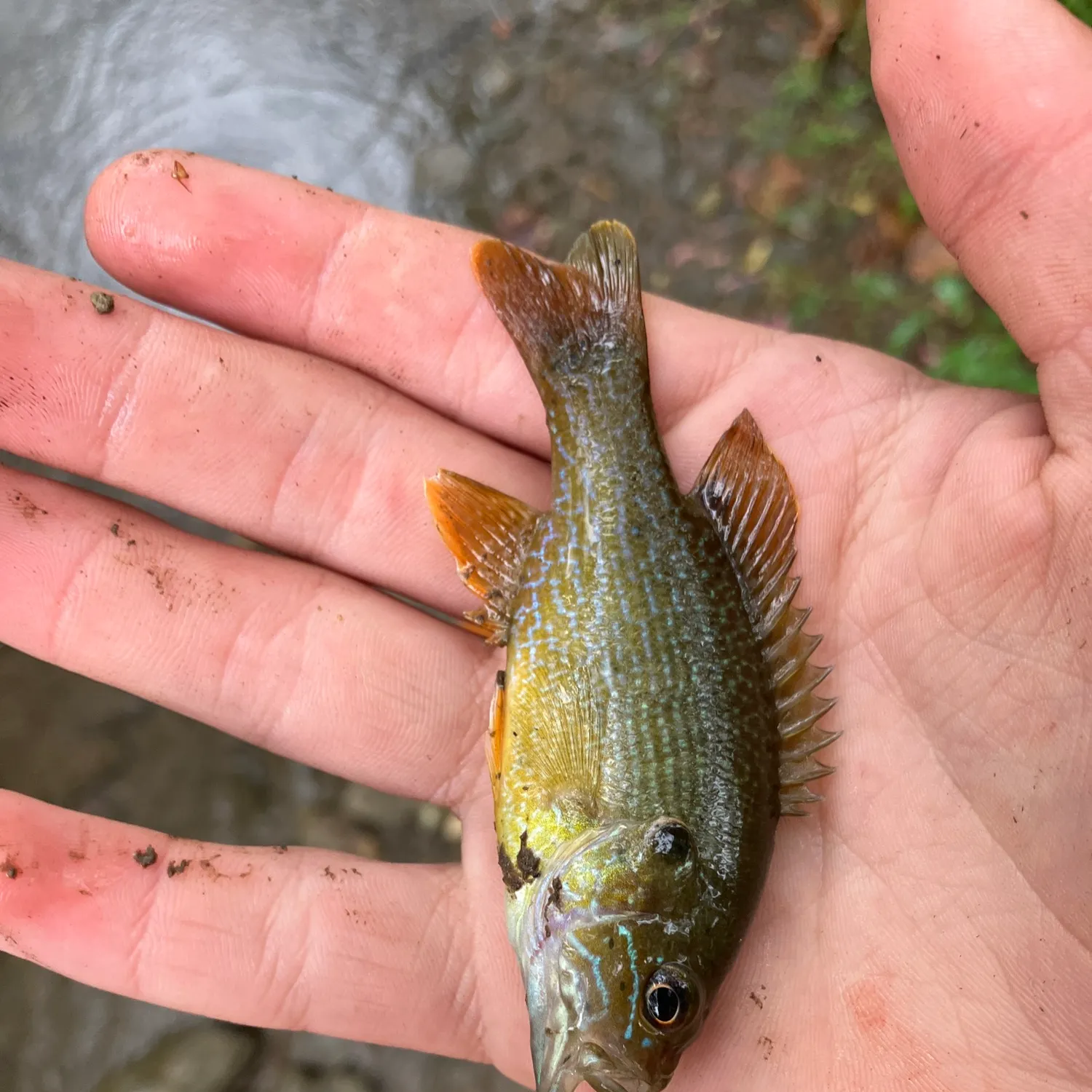 Green sunfish caught on Fishbrain