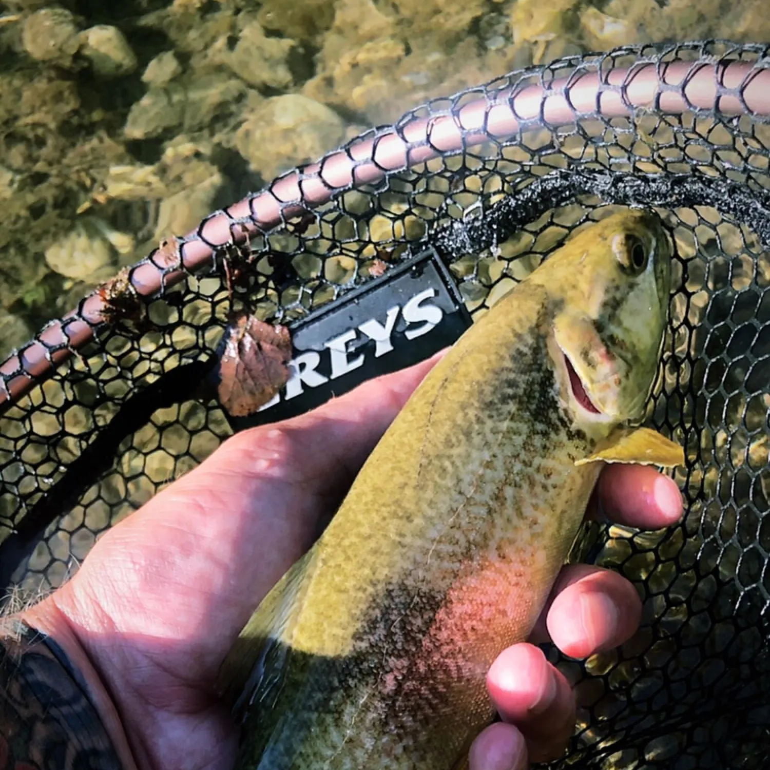 recently logged catches