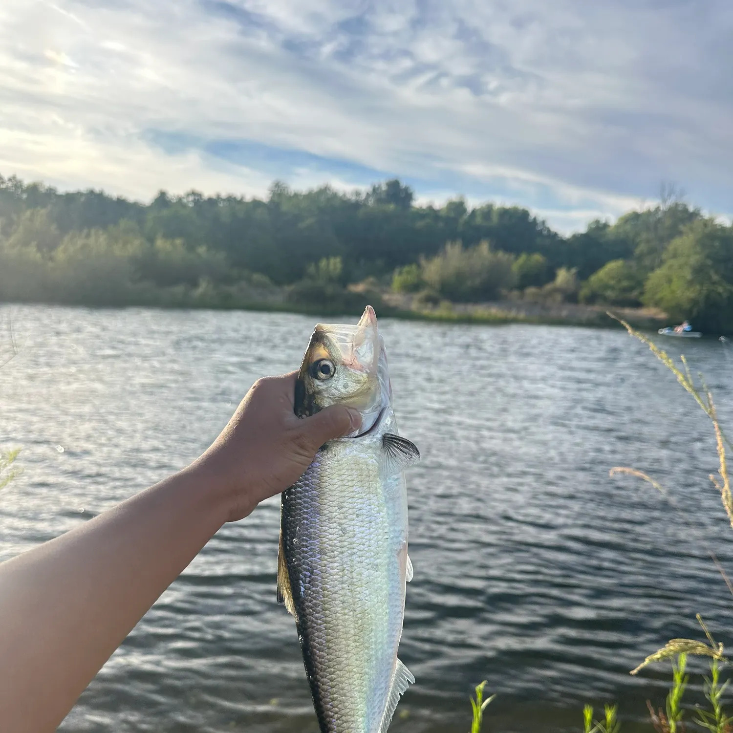 The most recent American shad catches on Fishbrain