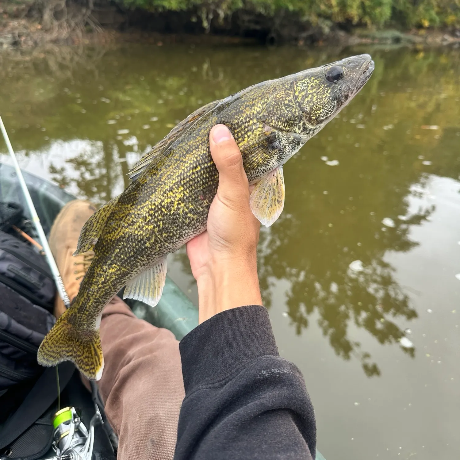 Saugeye caught on Fishbrain