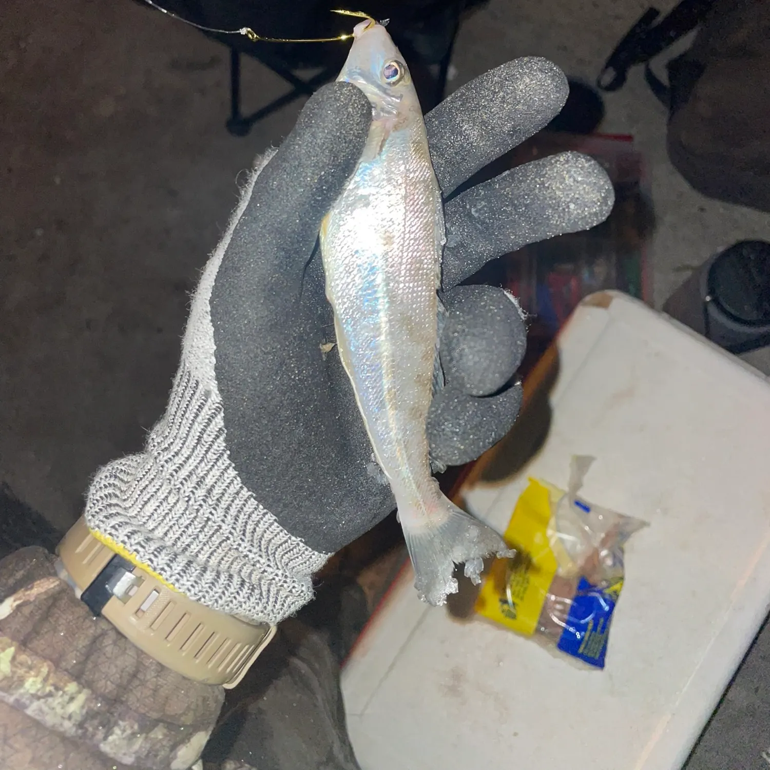 The most recent King George whiting catches on Fishbrain