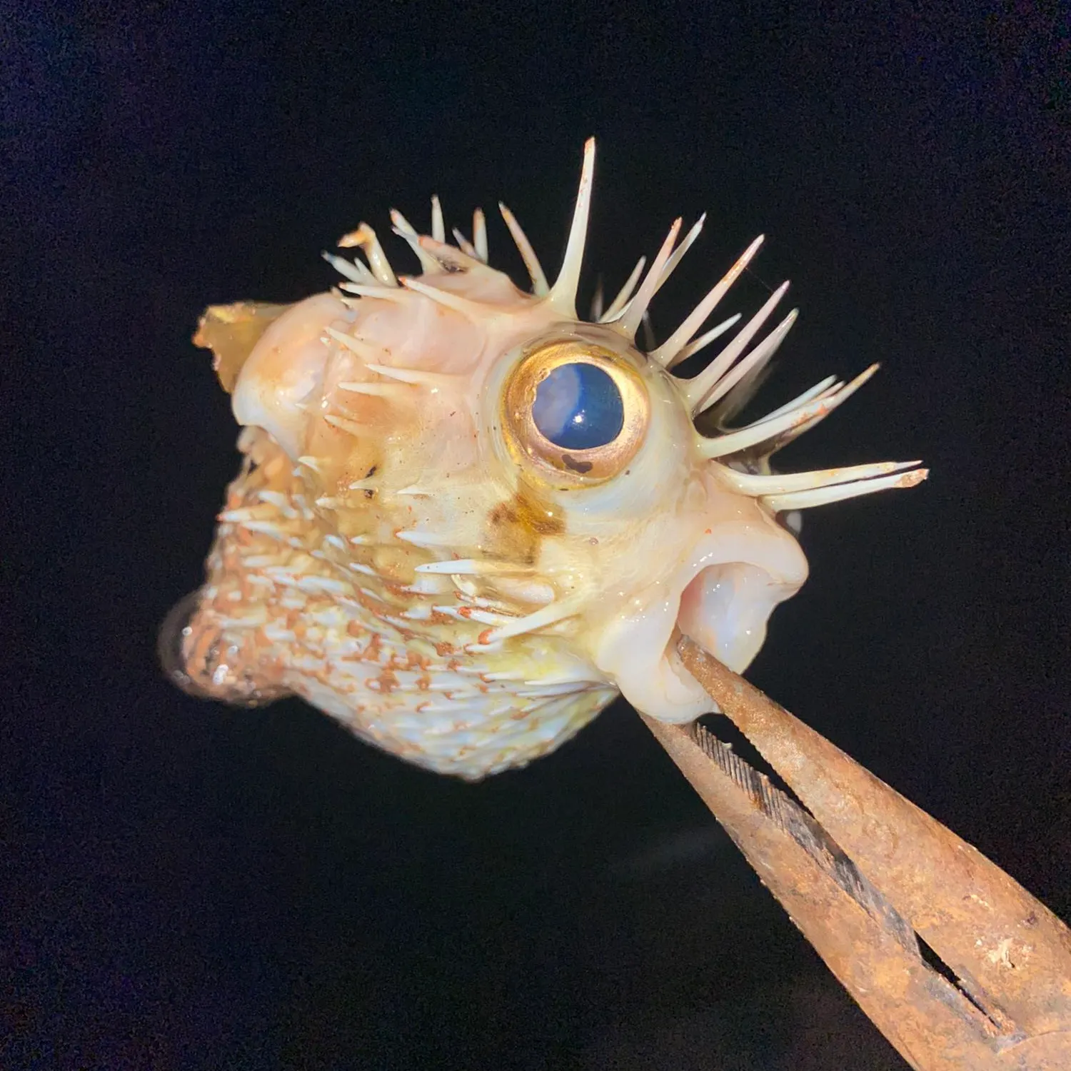 most liked catch image